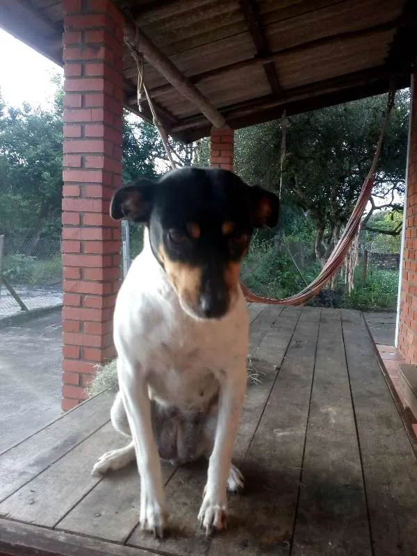 Cachorro ra a indefinida idade 4 anos nome Bela