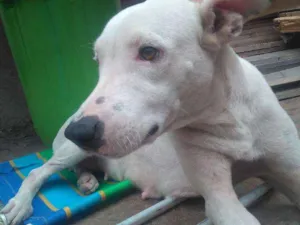Cachorro raça vira lata com mistura de Pit b idade 2 anos nome Lilica 