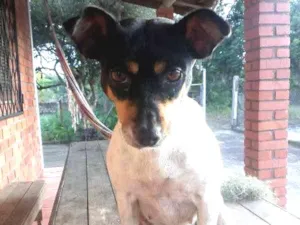Cachorro raça indefinida idade 4 anos nome Bela