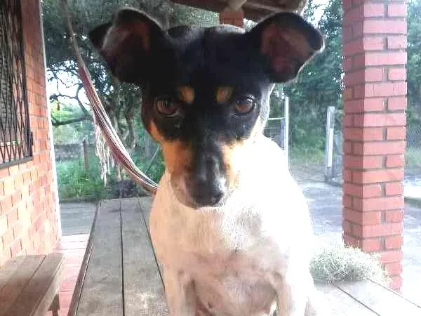 Cachorro ra a indefinida idade 4 anos nome Bela