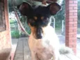 Bela