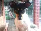 Cachorro raça indefinida idade 4 anos nome Bela