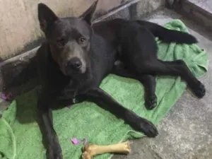 Cachorro raça SRD idade 2 anos nome chamo de duke