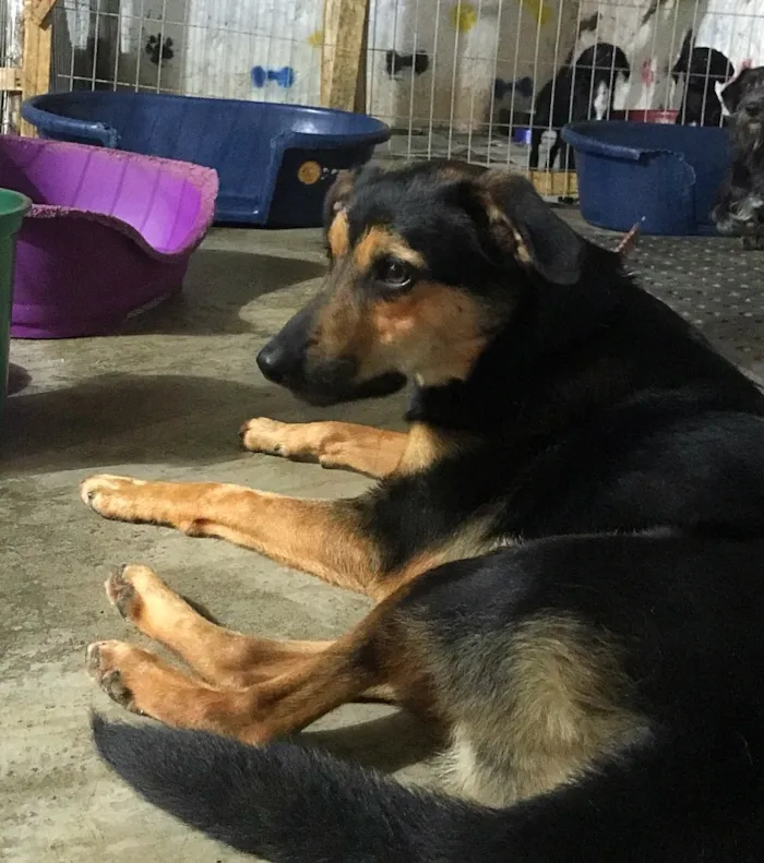 Cachorro ra a SRD idade  nome Nero