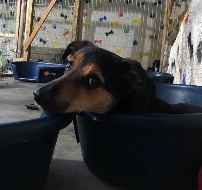 Cachorro ra a SRD idade  nome Nero