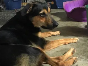 Cachorro raça SRD idade  nome Nero