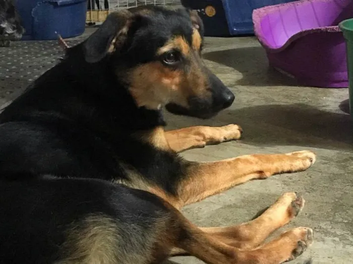 Cachorro ra a SRD idade  nome Nero