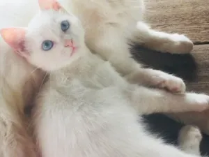 Gato raça Srd  idade 2 a 6 meses nome Sem nome 