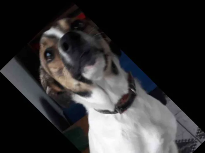 Cachorro ra a Vira lata (srd) idade 1 ano nome Thor