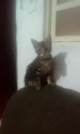 Neguinho e raja