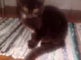 Neguinho e raja