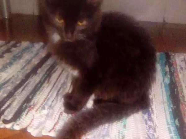 Gato raça Mista idade 2 a 6 meses nome Neguinho e raja
