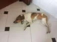 Zeus