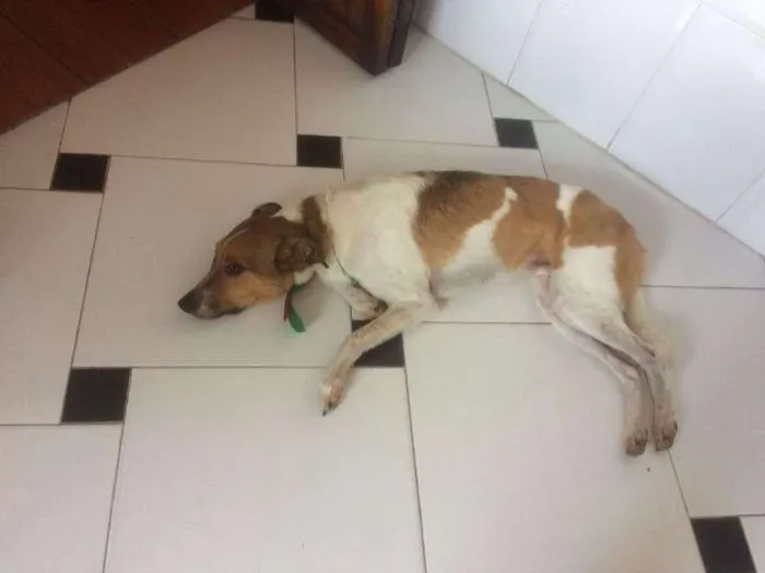 Cachorro ra a vira-lata idade 4 anos nome Zeus