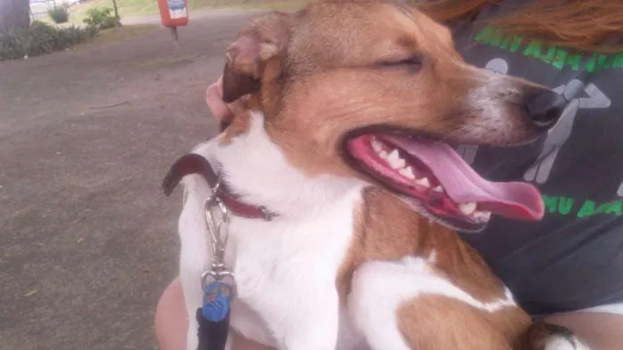 Cachorro ra a vira-lata idade 4 anos nome Zeus