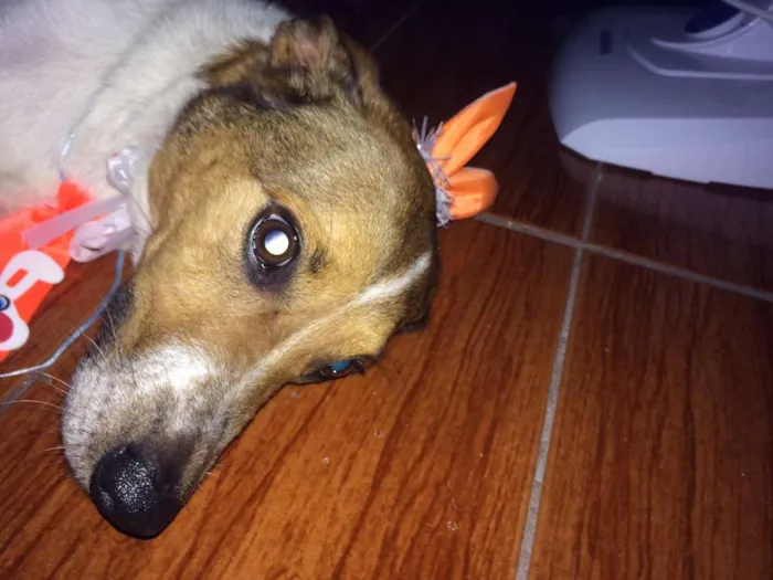 Cachorro ra a vira-lata idade 4 anos nome Zeus