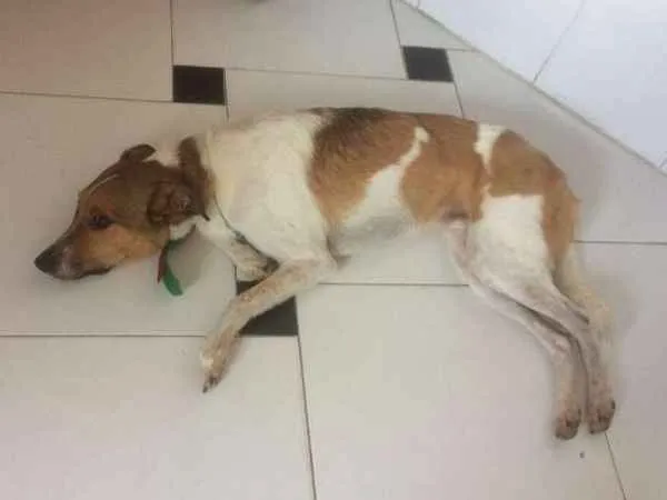 Cachorro ra a vira-lata idade 4 anos nome Zeus