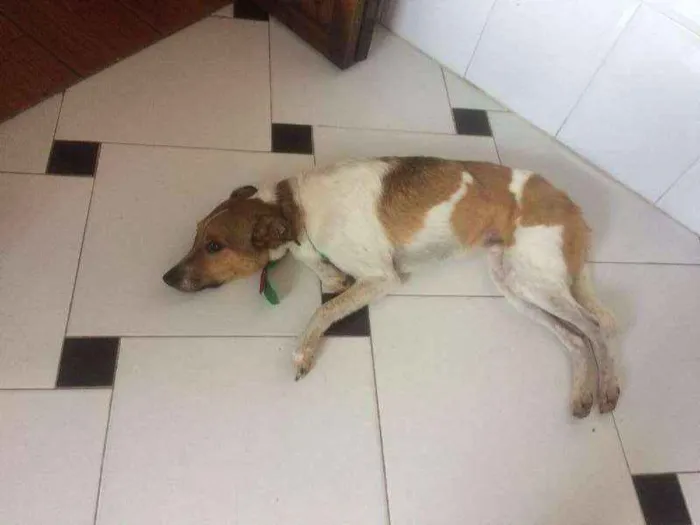 Cachorro ra a vira-lata idade 4 anos nome Zeus