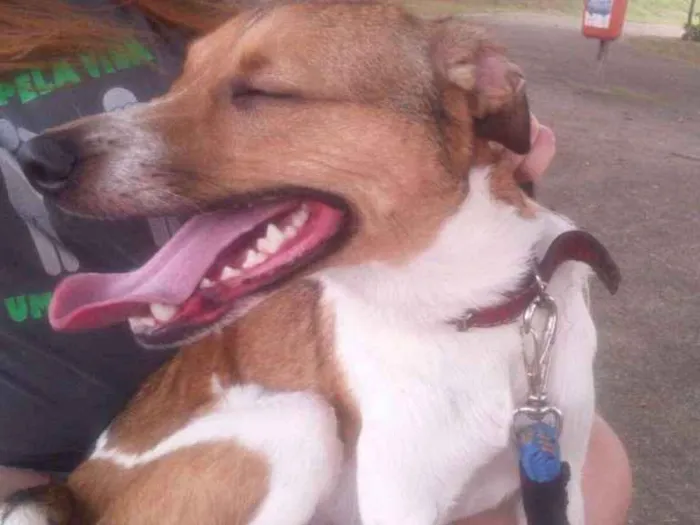 Cachorro ra a vira-lata idade 4 anos nome Zeus