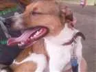 Cachorro raça vira-lata idade 4 anos nome Zeus