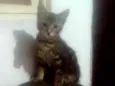 Neguinho e raja