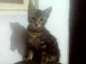 Gato raça Mista idade 2 a 6 meses nome Neguinho e raja