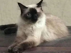Gato raça Siames  idade 2 anos nome Jack GRATIFICA
