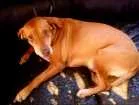 Cachorro raça Mestiça -vira lata e pitbull idade 5 anos nome Lilica