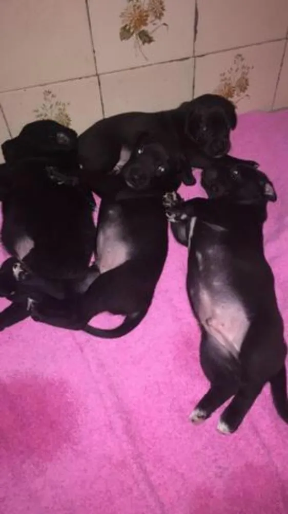 Cachorro ra a Srd idade Abaixo de 2 meses nome Filhotinhos