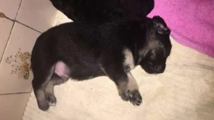 Cachorro ra a Srd idade Abaixo de 2 meses nome Filhotinhos