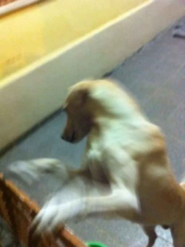 Cachorro ra a SRD idade 1 ano nome Bento