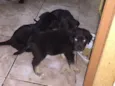 Filhotinhos