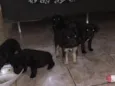 Filhotinhos