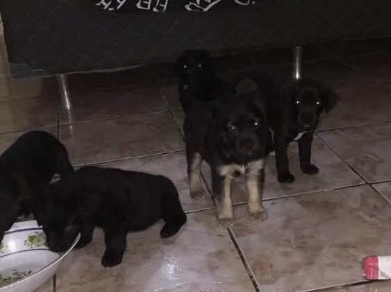 Cachorro ra a Srd idade Abaixo de 2 meses nome Filhotinhos