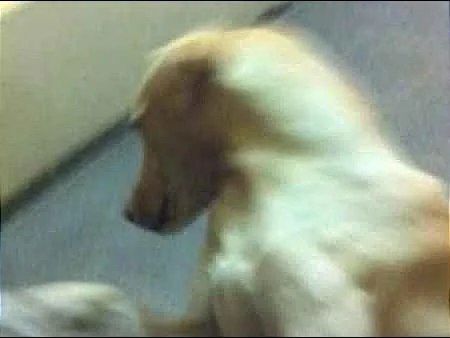 Cachorro ra a SRD idade 1 ano nome Bento
