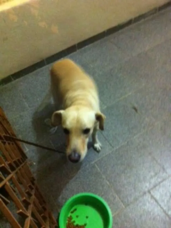 Cachorro ra a SRD idade 1 ano nome Bento