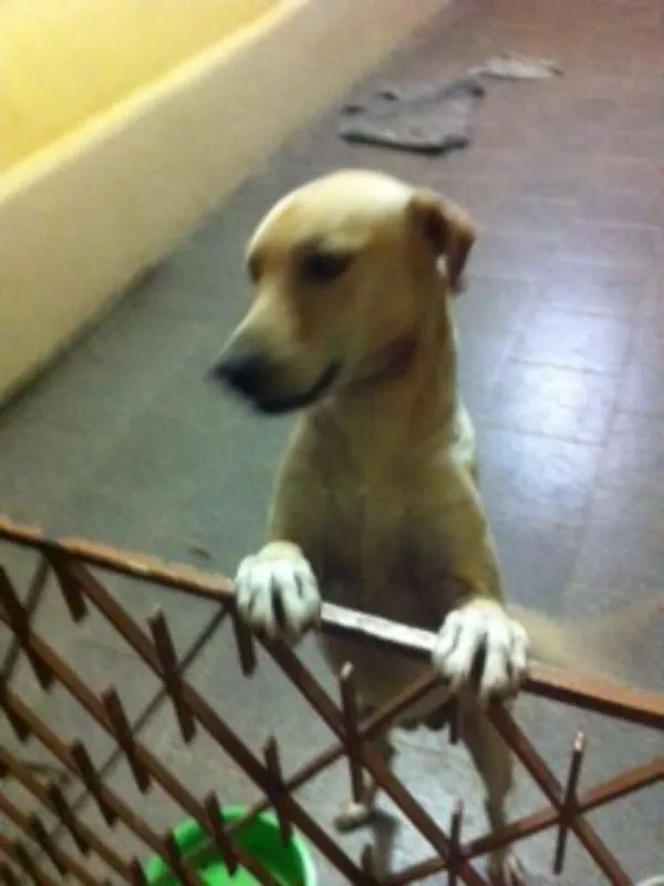 Cachorro ra a SRD idade 1 ano nome Bento