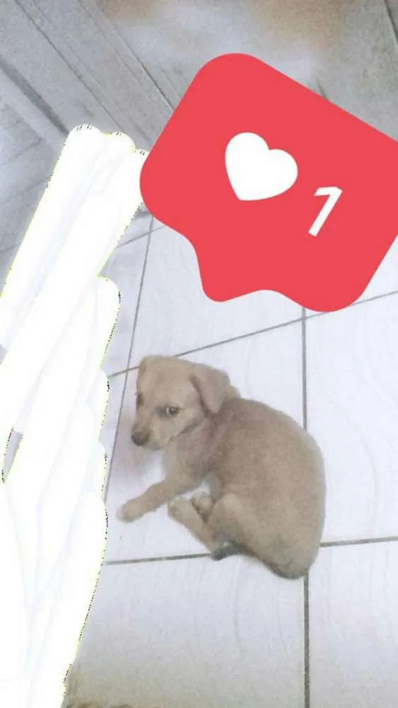 Cachorro ra a Misto idade 2 a 6 meses nome Maria frida