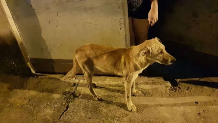 Cachorro ra a Mix Labrador idade 3 anos nome Loiro