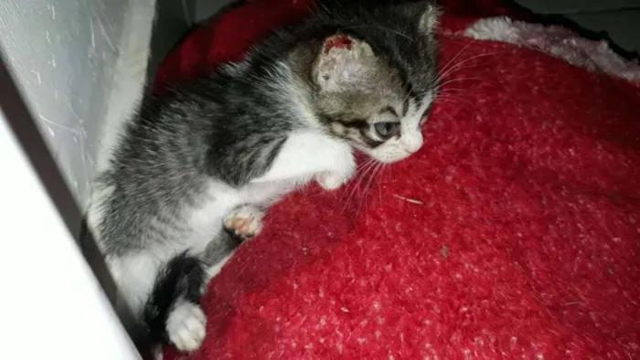 Gato ra a Vira lata idade Abaixo de 2 meses nome Ainda não coloquei
