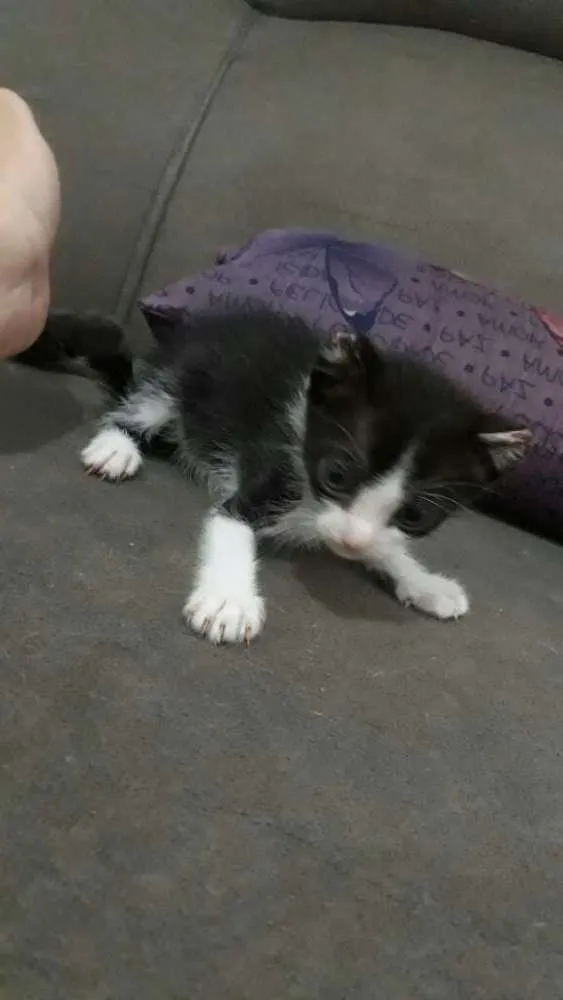 Gato ra a Vira lata idade Abaixo de 2 meses nome Ainda não coloquei
