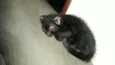 Ainda não coloquei