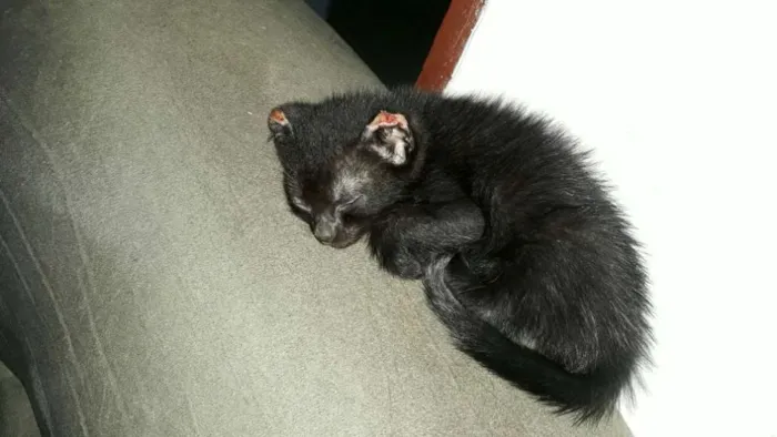 Gato ra a Vira lata idade Abaixo de 2 meses nome Ainda não coloquei