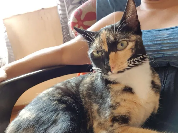 Gato ra a SRD  idade 2 a 6 meses nome Pingo