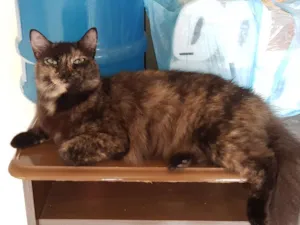Gato raça SRD idade 2 anos nome Theodora