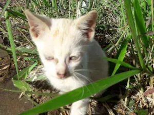 Gato raça  idade 2 a 6 meses nome ......