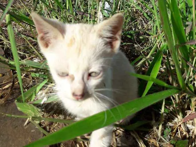 Gato ra a  idade 2 a 6 meses nome ......