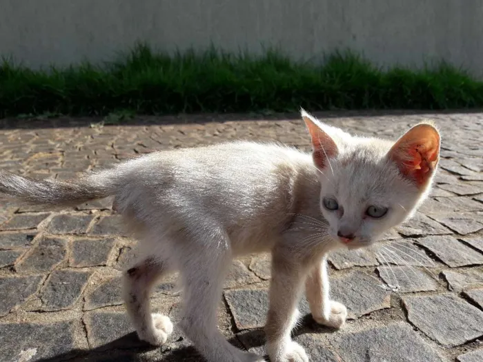 Gato ra a  idade 2 a 6 meses nome ......