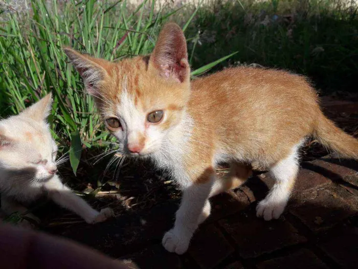 Gato ra a  idade 2 a 6 meses nome .....
