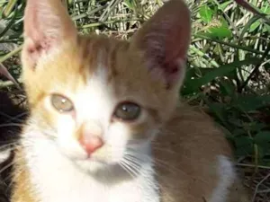 Gato raça  idade 2 a 6 meses nome .....